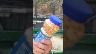 HOMEMADE DEER ATTRACTANT IRRESISTIBLE [upl. by Thetisa657]