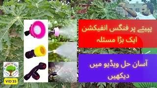 Best fungicides against fungus diseases on papaya II کس موسم میں کون سا فنجی سائیڈ بہترین ہے [upl. by Restivo430]