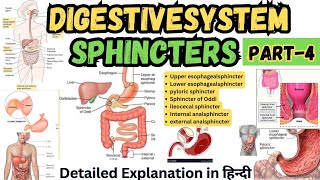 Sphincters in Digestive System  Digestive Tract Anatomy and Physiology [upl. by Suirauqed925]