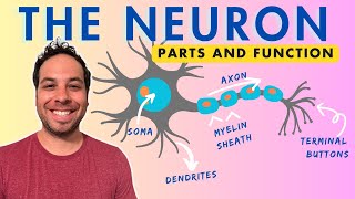 What is a Neuron Parts and Function [upl. by Winther]