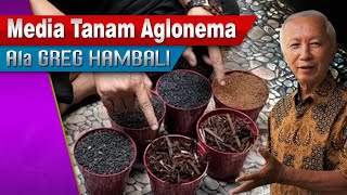 MEDIA TANAM AGLONEMA ALA GREG HAMBALI [upl. by Aneehsit]