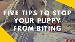 Five Tips To Stop Your Puppy From Biting You [upl. by Aicatsana551]