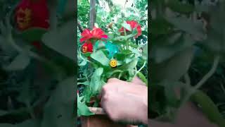 zenia flowersplant ka repotting tarikagarden Shortsvideo😊👍 [upl. by Donetta]