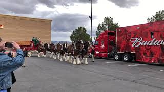 Budweiser Clydesdales Full 8 Horse Clydesdale Hitch Las Vegas Superbowl Weekend [upl. by Anelaf]