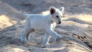 LES ANIMAUX DAFRIQUE DU SUD DOCUMENTAIRE ANIMALIER 2021 [upl. by Jarlathus590]