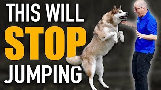 Do You Have A Dog Breed That LOVES To Jump [upl. by Rodenhouse]