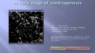 Visualization of ATP oscillation with luciferase in living cell [upl. by Arotahs]