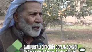 Şanlıurfalı çiftçinin ceylan sevgisi [upl. by Anazus41]