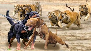 Rottweiler VS Pitbull ¿cual es más PODEROSO [upl. by Schreck]