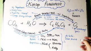 Konsep Fotosintesis  Reaksi Terang dan Reaksi Gelap [upl. by Yellah]