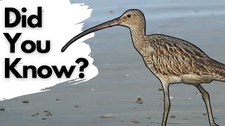 Things you need to know about CURLEWS [upl. by Snebur]