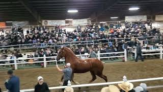 Gordyville Draft Horse Sale 2022 Belgians and Percheron gelding clips [upl. by Sadie449]