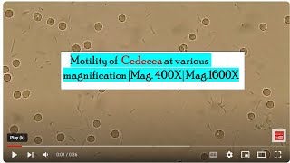 Motility of Cedecea at various magnification Mag 400X Mag1600X [upl. by Lenni]