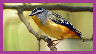 Spotted Pardalote Bird [upl. by Milty]