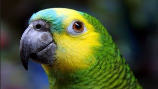 FUNNY WHISTLING PARROT [upl. by Lynsey]