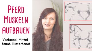 Muskeln aufbauen Pferd Vorhand Mittelhand amp Hinterhand [upl. by Selbbep]