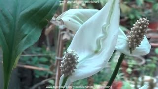 How to Care for Peace Lily Plant  Spathiphyllum  Best Indoor Plants  Muft Ki Info [upl. by Hsekin]