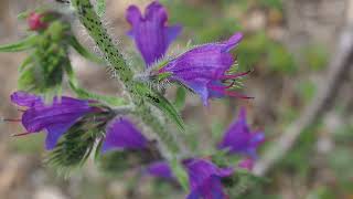 La Vipérine commune Echium vulgare [upl. by Ardnossac]