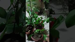 My bougainvillea new growing plants Shorts [upl. by Ormand]