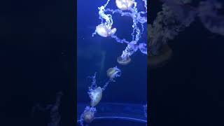 Excited to work with these beautiful Pacific Sea Nettles Chrysaora fuscescens aquariumscience [upl. by Osmund]