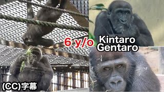 Gentaro 6 yo decreased to be spoiled by Mom What about Kintaro 6 yo Gorilla  Momotaro family [upl. by Falconer677]