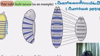 Drosophila segmentation gene [upl. by Lars]