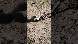 SKUNKED realfur trapper skunks pennsylvania Kayceesoutdoorliving [upl. by Barby]