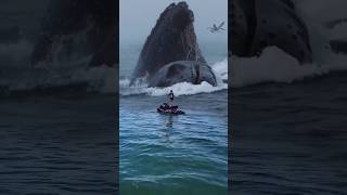 So Close Jetskiers Are Surprised by the Appearance of a Giant Whale [upl. by Roman]