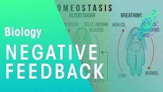 Negative Feedback  Physiology  Biology  FuseSchool [upl. by Martella593]