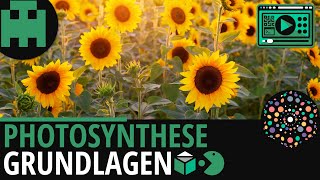 Photosynthese Grundlagen│Biologie Lernvideo Learning Level Up [upl. by Subocaj490]