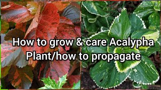 How to Grow and Care Acalypha Plant How to Grow Acalypha by Cutting Easy Propagation of Acalypha [upl. by Wystand]