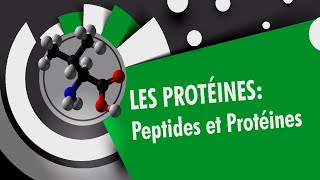 Les peptides et les proteines  Les proteines 34 [upl. by Askwith]