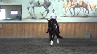 FEI Dressage Horse for Sale [upl. by Ytrebil305]