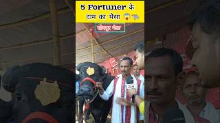 5 फॉर्च्यूनर के दाम का भैंसा 😱  Sonpur Mela 2024 buffalo viralvideo shorts [upl. by Ahsienahs]