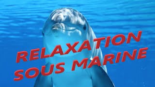 MUSIQUE RELAXANTE TORTUE MARINE REQUIN BALEINE DAUPHIN RAIE POISSON OCEAN SHARK OPEN SEA MORNING [upl. by Airottiv614]