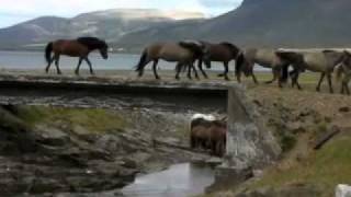 Magical Horse Riding Holiday in Iceland [upl. by Yumuk]