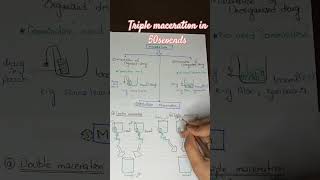 Triple Maceration  technique of Extraction pharmacy pharmacognosy pharmacytechnician [upl. by Sweyn]