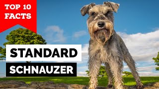 Standard Schnauzer  Top 10 Facts [upl. by Reggy]