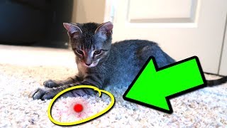 CAT VS LASER POINTER [upl. by Anelis]