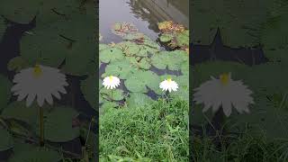 Beautiful and Amazing White Water Lilies shortvideo nature springleafnaturepark nymphaeaceae [upl. by Sixele]