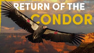 How the Condor Is Reclaiming Its Place in American Wilderness [upl. by Beacham471]