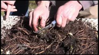 Dividing Hostas [upl. by Ative482]