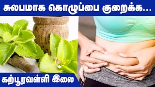 Karpooravalli Leaf  Weight Loss  Benefits  IBC Health [upl. by Hterag]