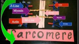 Sarcomere Projectmov [upl. by Bianca]