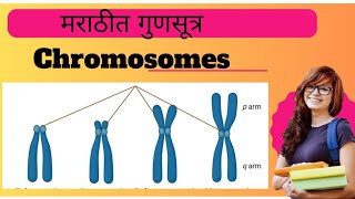 Chromosomes Explained l Biology l [upl. by Ynnep]