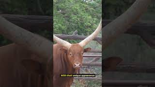 Meet the Majestic AnkoleWatusi Cattle with 8Foot Horns [upl. by Ynohtnacram]