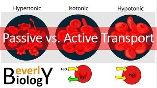 Passive vs Active transport [upl. by Jillene]