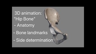 Hip bone 3d anatomy Side determination Osteology external feature landmarks demonstration [upl. by Netsirhk]