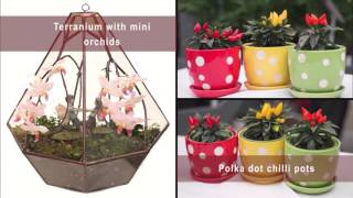 🦋 Great Christmas gifts for gardeners 🐌 [upl. by Shelagh]