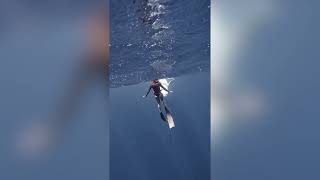 Free diver has a close encounter with a baby Whale [upl. by Fantasia]